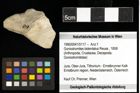Foto (Objekt + Etiketten) von Goniodromites bidentatus (Reuss, 1858) 